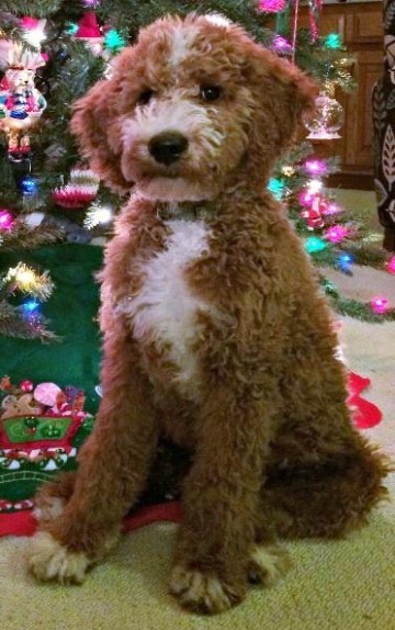 curly goldendoodle puppy