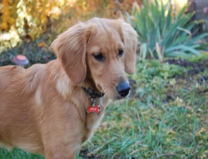 straight coat golden doodle