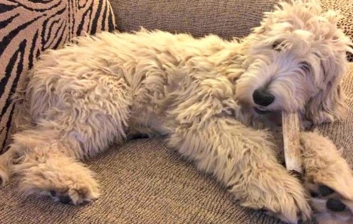 curly goldendoodle puppy